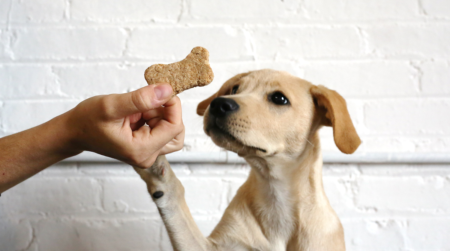 Can people eat outlet dog biscuits